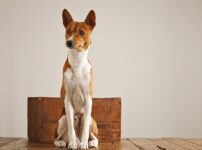 バセンジーってどんな犬種？特徴や性格・習性、適切な飼い方
