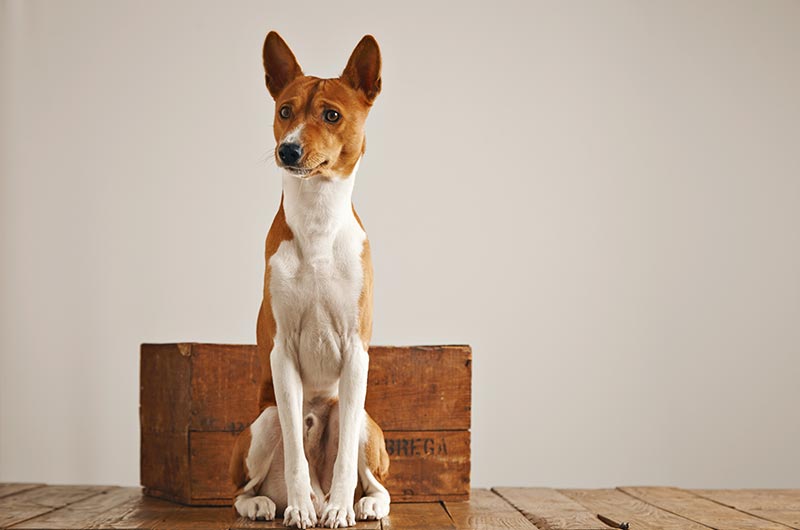 バセンジーってどんな犬種？特徴や性格・習性、適切な飼い方