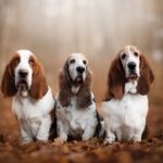 dog_bassethound-150x150.jpeg