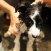 犬のお風呂は必要？入浴の頻度や入れ方、注意点を解説