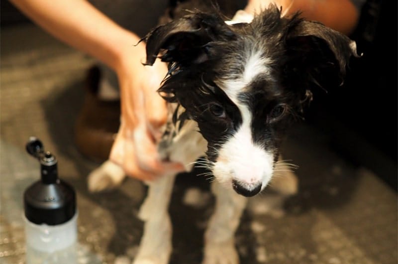 犬のお風呂は必要？入浴の頻度や入れ方、注意点を解説