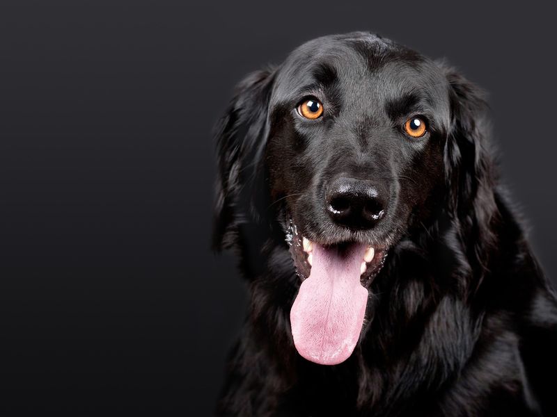 犬