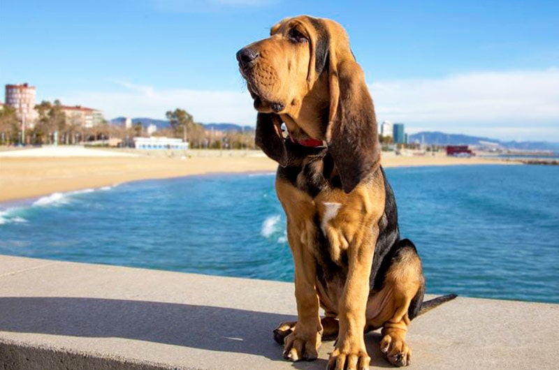 ブラッドハウンドという犬種の特徴とは？性格や適切な飼い方について