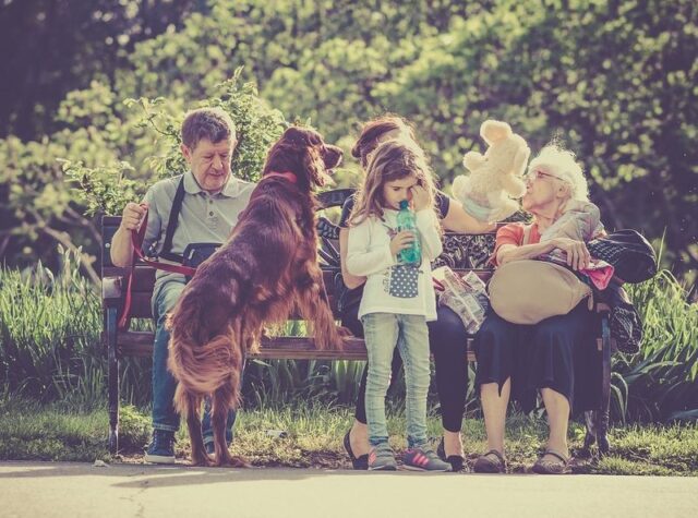 犬のアルビノとは？生まれる理由や特徴・白変種との違い nademo ペットメディア【nademo [なでも]】