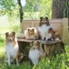 コリー犬の種類