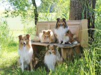 コリー犬の種類