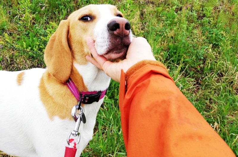 吠えない・吠えにくい犬種23選！小型犬から大型犬の静かな犬種は？