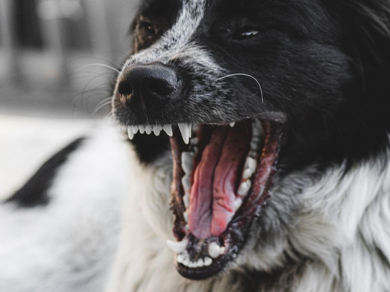 飼うのに苦労する犬種