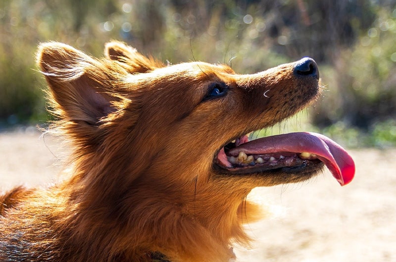 犬の呼吸困難はどうすべき？対処法とすぐに受診すべき目安の症状