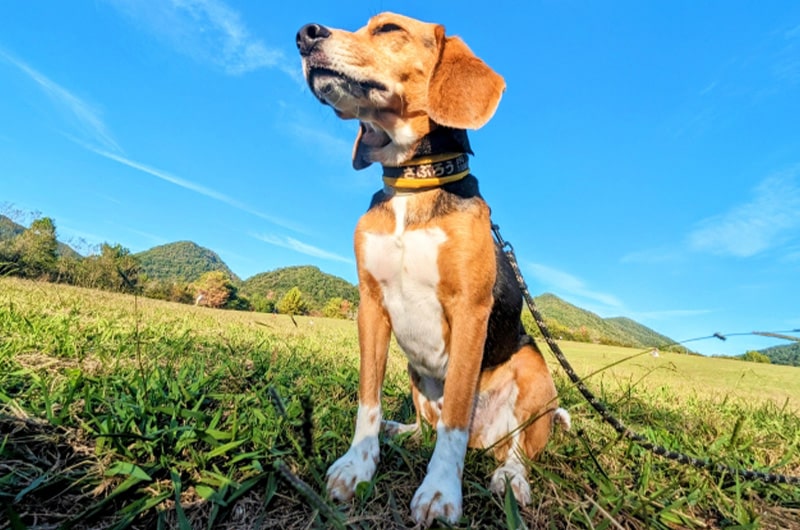 飼いやすいおすすめの中型犬9選！飼いやすい犬種の特徴や注意点