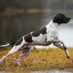 dog_englishpointer-150x150.jpeg