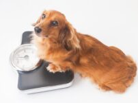犬のダイエット向けドッグフードのおすすめ18選！選び方や注意点を解説
