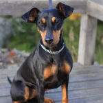 dog_germanpinscher-150x150.jpg