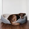 留守番が得意な犬