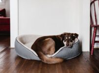 留守番が得意な犬