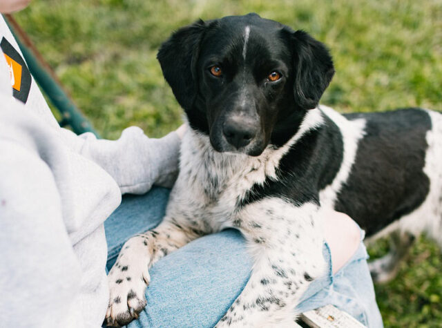 犬のアルビノとは？生まれる理由や特徴・白変種との違い nademo ペットメディア【nademo [なでも]】