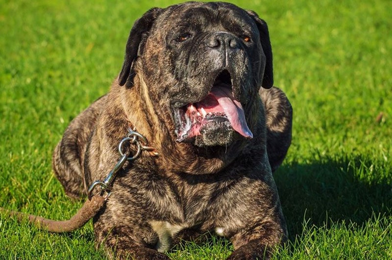 イタリアン・コルソ・ドッグはどんな犬種？特徴や正しい飼い方を解説