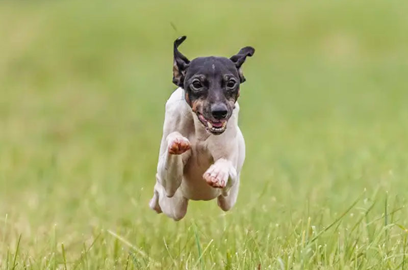 日本テリアの特徴と性格は？適切な飼い方と誕生の歴史など