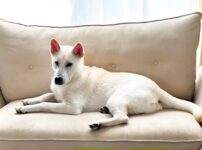 紀州犬はどんな犬種？性格や寿命、飼い方のポイントを解説