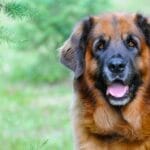 dog_leonberger-150x150.jpg