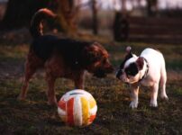 犬