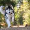 運動量が多い犬種