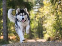 運動量が多い犬種