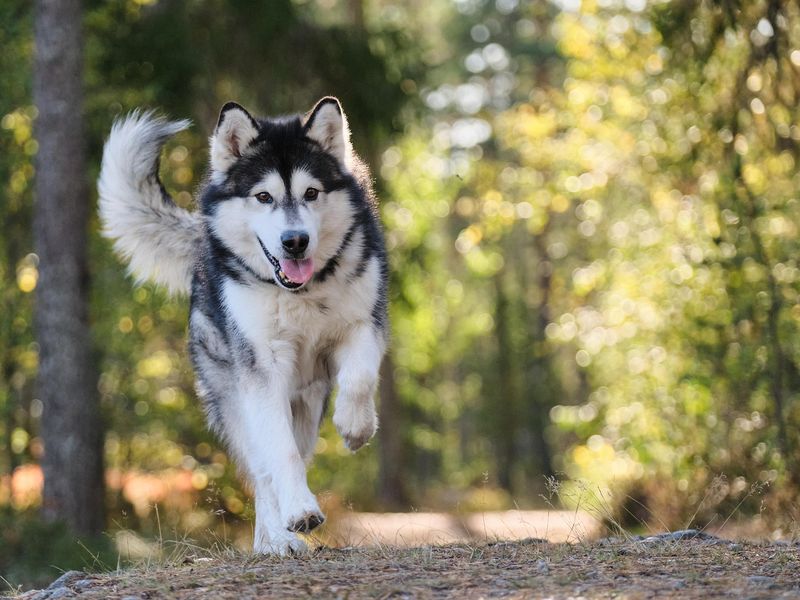 運動量が多い犬種