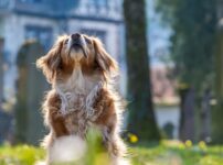 毛が抜けない・抜けにくい犬種