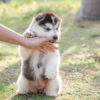 犬の甘噛みのしつけ