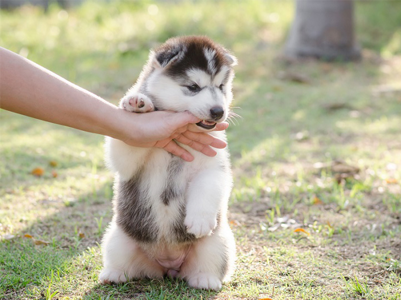 犬の甘噛みのしつけ