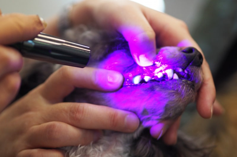 愛犬が歯周病になる原因や症状とは？治療方法・予防法について