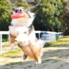 犬との遊び方やコツを解説！愛犬と遊ぶ必要性や遊ぶ際の注意点とは