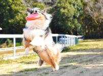 犬との遊び方やコツを解説！愛犬と遊ぶ必要性や遊ぶ際の注意点とは