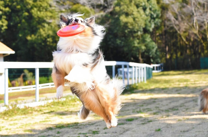 犬との遊び方やコツを解説！愛犬と遊ぶ必要性や遊ぶ際の注意点とは