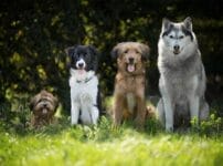 犬種別の値段ランキング20選！値段の高い・安い犬種とその特徴は？