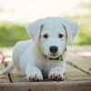 子犬