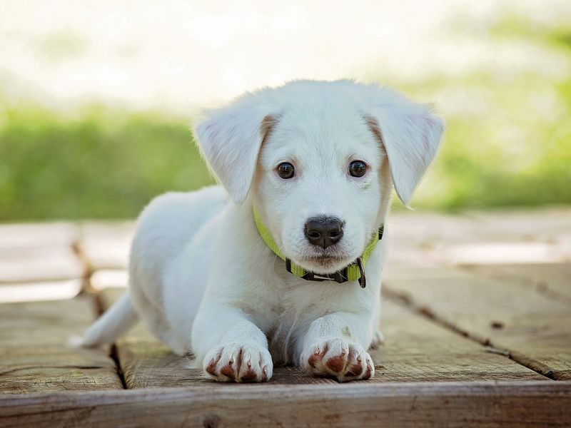 子犬