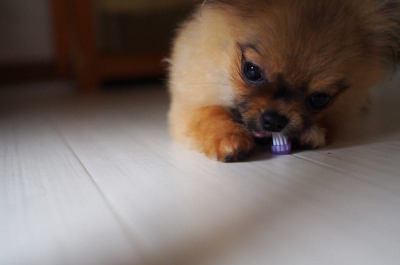 子犬に歯磨きは必要？開始時期や頻度、歯磨き手順や嫌がる場合の対処法