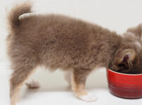 子犬がご飯を食べないのはなぜ？原因と対処法、注意点を解説