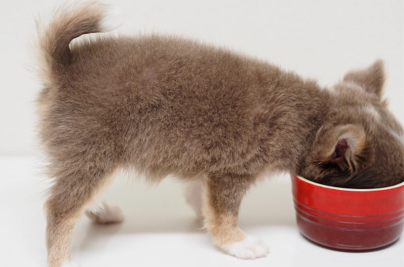 子犬がご飯を食べないのはなぜ？原因と対処法、注意点を解説