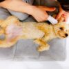 犬が頻繁に耳をかいたり痒がる原因は？注意したい病気や予防法を解説