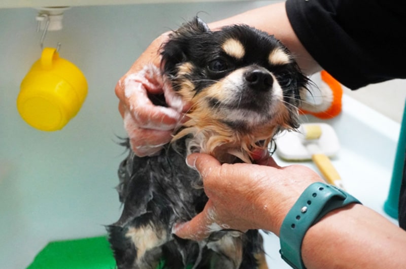 犬用シャンプーのおすすめ！お風呂の頻度や入れ方も解説