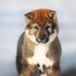 dog_shikokudog-150x150.jpeg