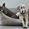 短毛の犬種