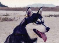 シベリアン・ハスキーはどんな特徴の犬種？飼い方・性格・歴史など
