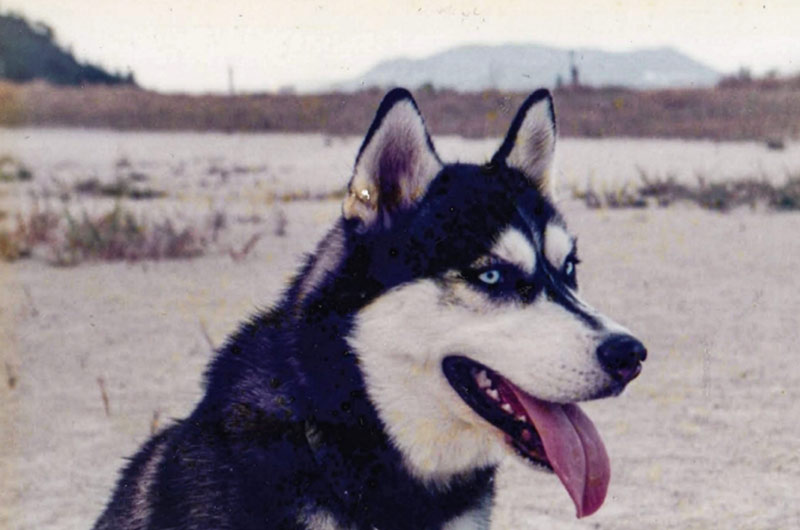 シベリアン・ハスキーはどんな特徴の犬種？飼い方・性格・歴史など