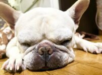 愛犬の睡眠時間は足りている？年齢ごとの必要時間と快適な環境