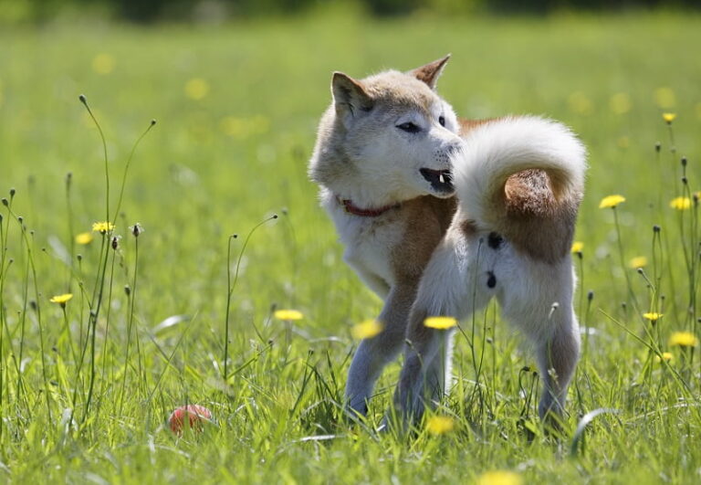 犬がくるくる回る理由は？正しい対処法とやってはいけないこと nademo ペットメディア【nademo [なでも]】