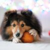 犬のトマト